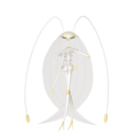 pheromosa