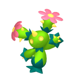 Maractus