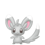 Minccino